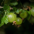 F48664 FE