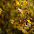 F68613 FE
