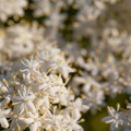 F69877 FE