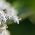 F69882 FE