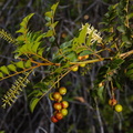 F28570 FN