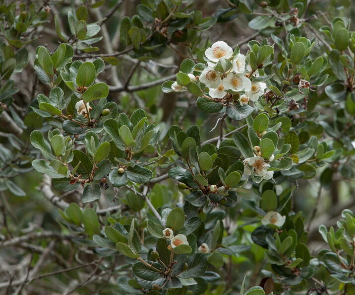 F34387 FN
