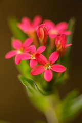 F46199 FN