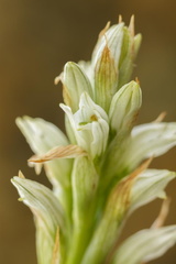 F46235 FN