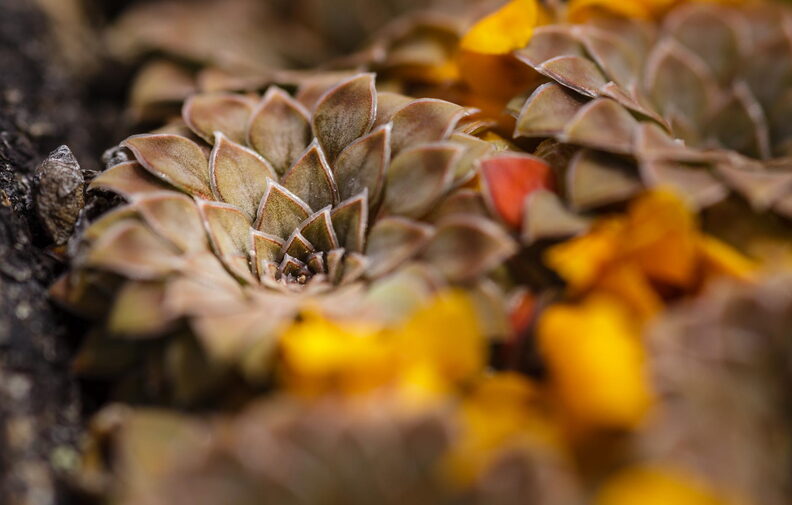 F47208 FN