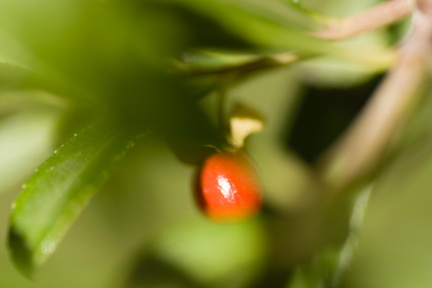 F56662 FN