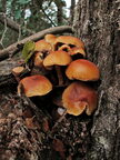D00846ALCb R HN