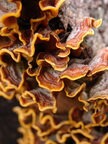 D00950ALCb R HN