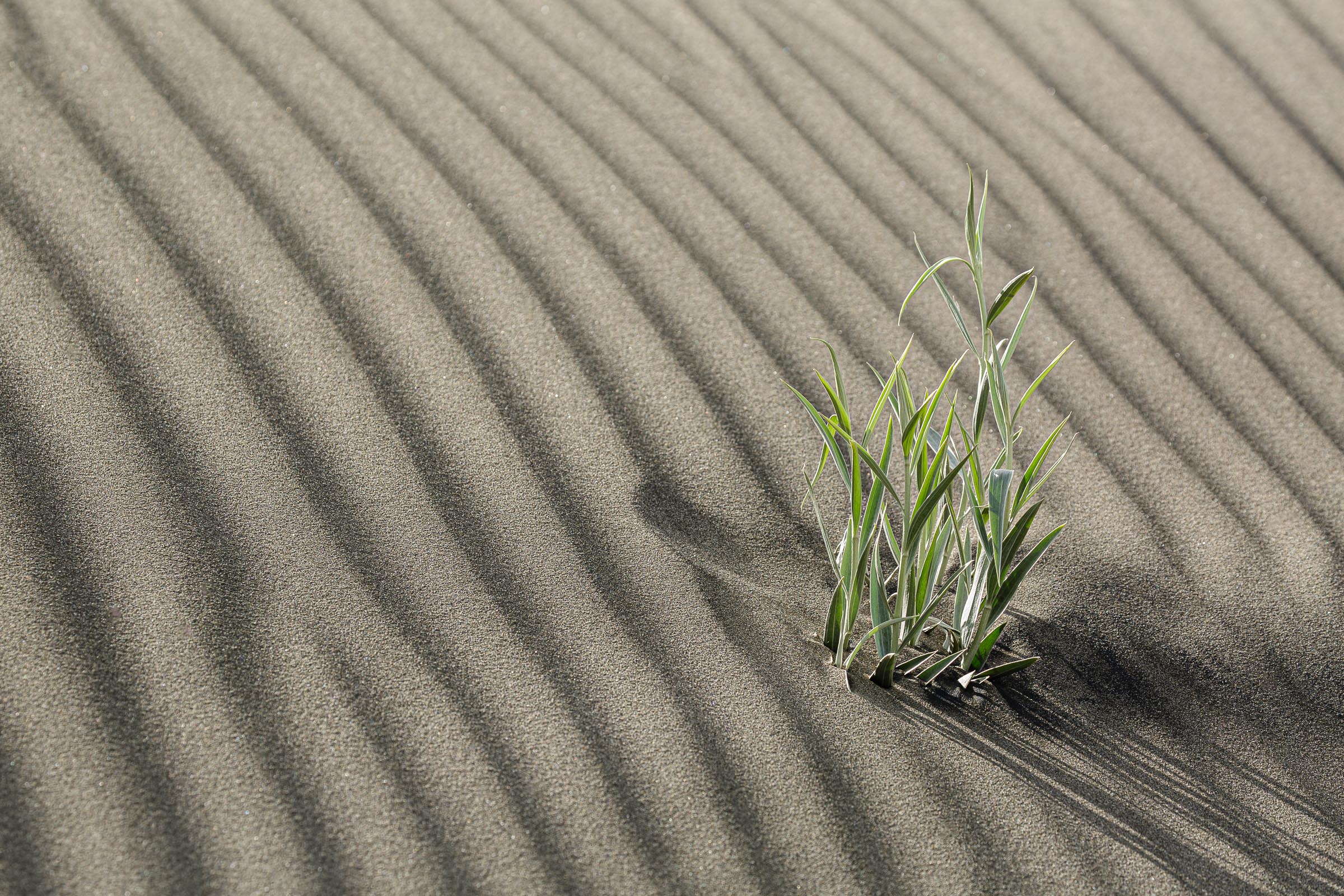 La planta y la arena.